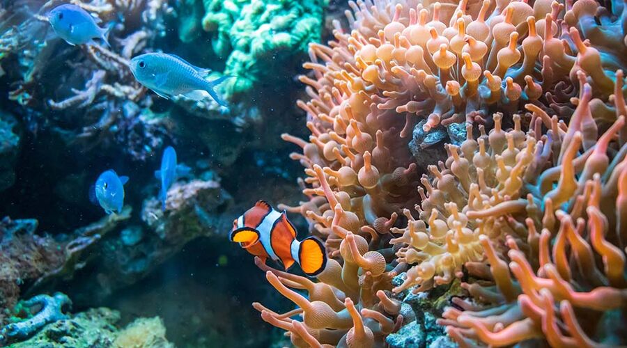 Vizesiz Sharm el-Sheikh Turu