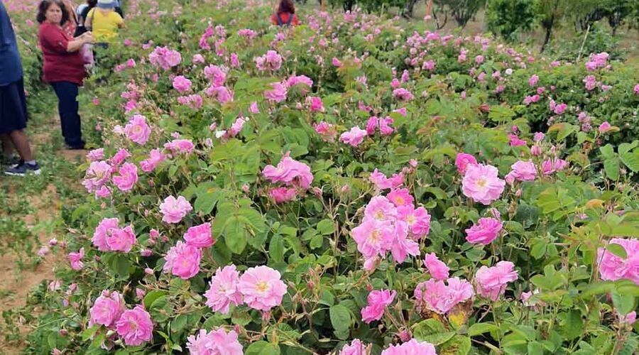 Isparta Gül Bahçesi ve Sagalassos Antik Kenti Turu