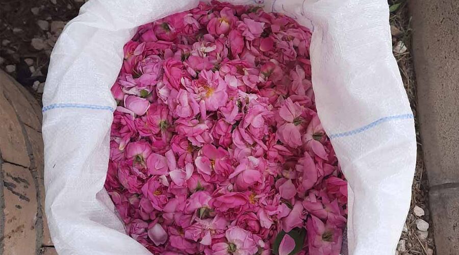 Isparta Gül Bahçesi ve Sagalassos Antik Kenti Turu