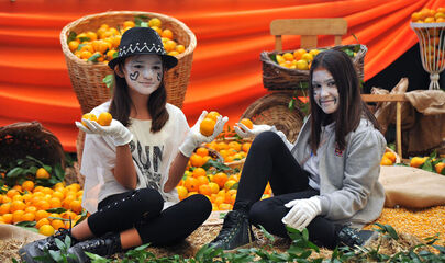 Seferihisar Mandalina Festivali (Günübirlik)