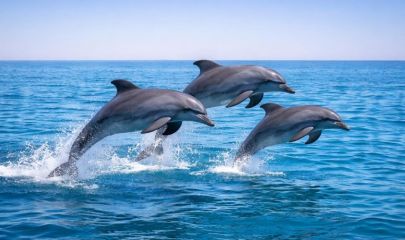 Side Delfin Insel Bootstour