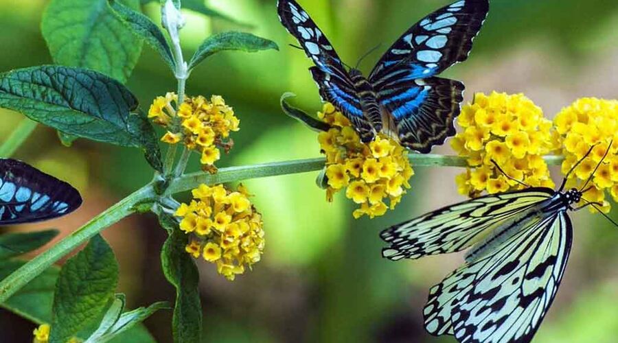 Konya Turu - Şebi Arus Turu