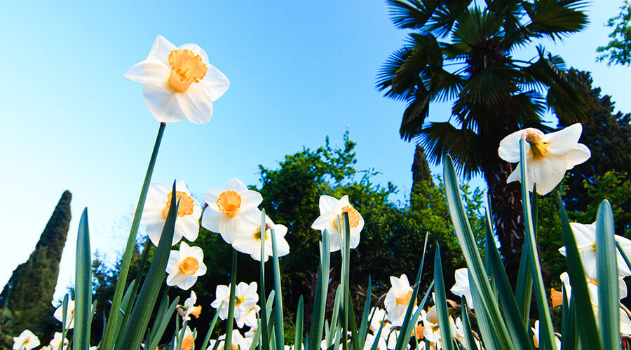Karaburun Nergis Zamanı ve Domatia Rum Köyü, Karina Sahili
